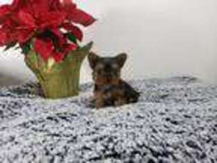 Yorkshire Terrier Puppy for sale in Bloomingdale, MI, USA