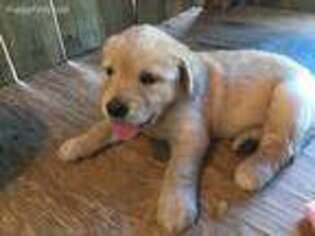 Golden Retriever Puppy for sale in Livingston, TX, USA