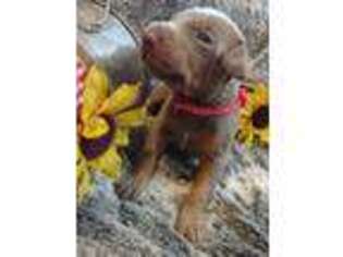 Doberman Pinscher Puppy for sale in Benton, KY, USA