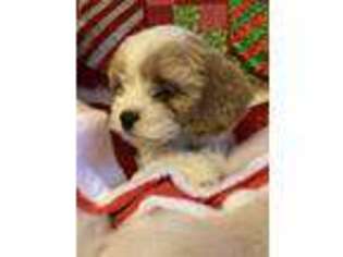 Cavalier King Charles Spaniel Puppy for sale in Albany, NY, USA
