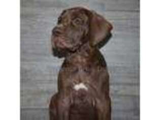 Medium Photo #1 Great Dane Puppy For Sale in Edinburg, TX, USA