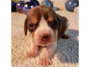 Beagle Puppy for sale in Lexington, KY, USA