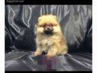 Pomeranian Puppy for sale in Kyle, TX, USA