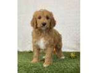 Irish Setter Puppy for sale in Dalton, OH, USA