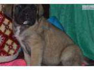 Mastiff Puppy for sale in Little Rock, AR, USA