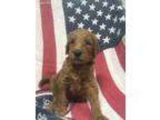 Goldendoodle Puppy for sale in Dallas, NC, USA