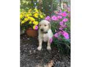 Golden Retriever Puppy for sale in Yadkinville, NC, USA
