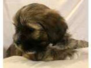 Lhasa Apso Puppy for sale in Newcastle, OK, USA