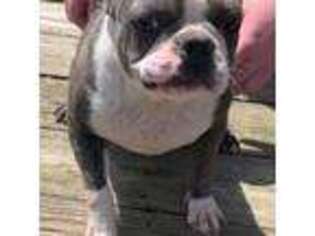 Boston Terrier Puppy for sale in Binghamton, NY, USA