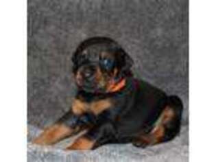 Doberman Pinscher Puppy for sale in Laurelville, OH, USA