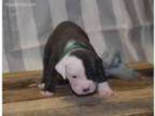 Olde English Bulldogge Puppy for sale in Argyle, TX, USA