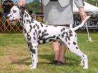 Dalmatian Puppy for sale in Bunker Hill, WV, USA