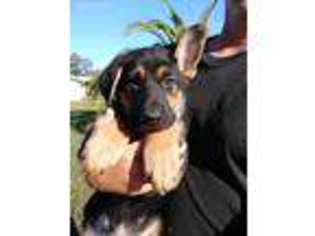 German Shepherd Dog Puppy for sale in Sarasota, FL, USA