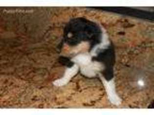 Collie Puppy for sale in Manchester, KY, USA