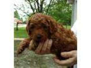 Goldendoodle Puppy for sale in Walnut, KS, USA