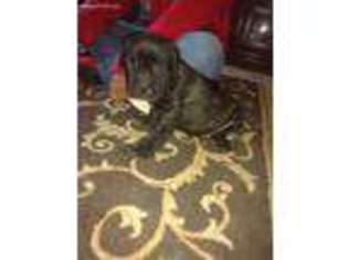 Cane Corso Puppy for sale in Rawlins, WY, USA