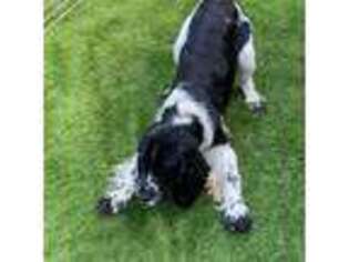 English Springer Spaniel Puppy for sale in Park Rapids, MN, USA
