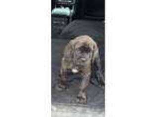 Cane Corso Puppy for sale in Clearwater, FL, USA