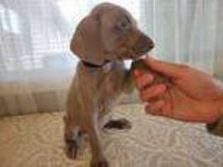 Weimaraner Puppy for sale in Vancouver, WA, USA