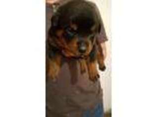 Rottweiler Puppy for sale in Lancaster, OH, USA