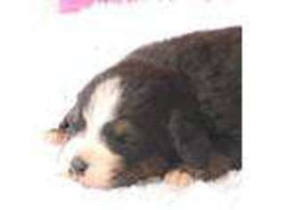 Bernese Mountain Dog Puppy for sale in Wellman, IA, USA