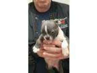 Boston Terrier Puppy for sale in Ellsinore, MO, USA