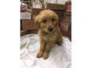 Golden Retriever Puppy for sale in Mount Sterling, IL, USA