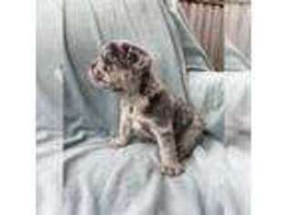 French Bulldog Puppy for sale in Martin, GA, USA