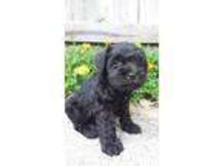 Mutt Puppy for sale in Decatur, IN, USA