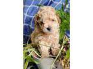 Mutt Puppy for sale in Easton, PA, USA