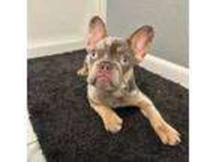 French Bulldog Puppy for sale in Belleview, FL, USA