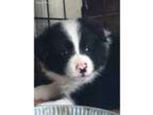 Border Collie Puppy for sale in Montgomery, TX, USA