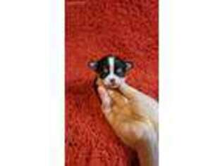 Chihuahua Puppy for sale in Gassaway, WV, USA