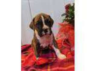 Boxer Puppy for sale in Clyde, NY, USA