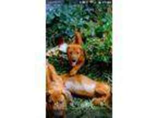 Rhodesian Ridgeback Puppy for sale in Jacksonville, FL, USA