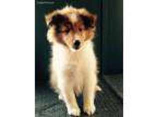 Shetland Sheepdog Puppy for sale in Ladysmith, WI, USA