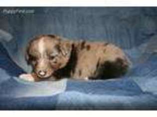 Australian Shepherd Puppy for sale in Potwin, KS, USA