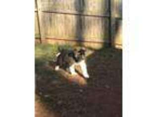 Akita Puppy for sale in Chantilly, VA, USA