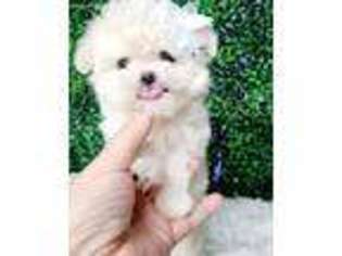 Maltese Puppy for sale in Fort Lauderdale, FL, USA