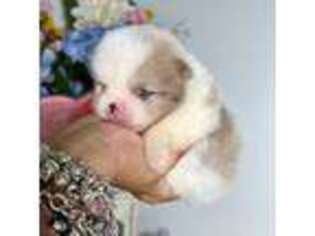 Pomeranian Puppy for sale in Woodridge, NY, USA