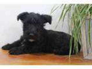 Scottish Terrier Puppy for sale in Fort Plain, NY, USA