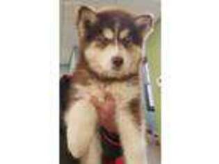 Siberian Husky Puppy for sale in Mouth Of Wilson, VA, USA