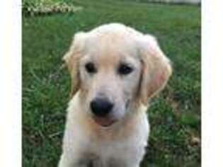 Golden Retriever Puppy for sale in Saratoga Springs, NY, USA