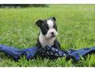 Boston Terrier Puppy for sale in Ireton, IA, USA