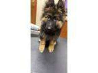 German Shepherd Dog Puppy for sale in Calumet City, IL, USA