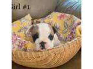 French Bulldog Puppy for sale in Placerville, CA, USA