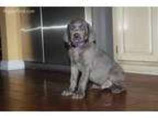 Weimaraner Puppy for sale in Headland, AL, USA