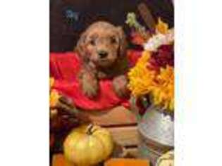 Goldendoodle Puppy for sale in Crockett, TX, USA