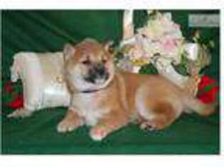 Shiba Inu Puppy for sale in Lancaster, PA, USA