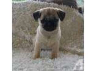 Pug Puppy for sale in GOLD HILL, OR, USA
